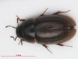 Attēlu rezultāti vaicājumam “Enochrus affinis”