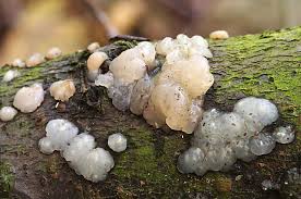 Attēlu rezultāti vaicājumam “Badhamia utricularis stalked”