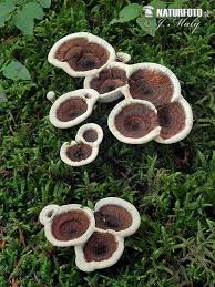 Attēlu rezultāti vaicājumam “Phellodon tomentosus”