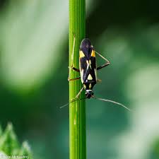 Attēlu rezultāti vaicājumam “Grypocoris sexguttatus imago”