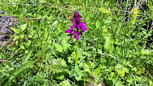 Attēlu rezultāti vaicājumam “Dactylorhiza majalis subsp. baltica”