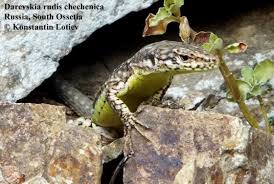 Attēlu rezultāti vaicājumam “Chara rudis”