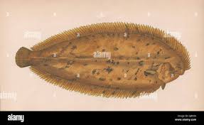 Image result for Microstomus kitt