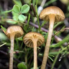 Attēlu rezultāti vaicājumam “Retinia resinella exuvia”