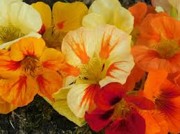 Attēlu rezultāti vaicājumam “Tropaeolum majus flower”