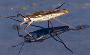 Attēlu rezultāti vaicājumam “Aquarius najas”