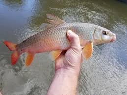 Image result for Moxostoma macrolepidotum