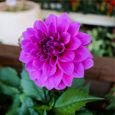 Image result for Dahlia hybrid.