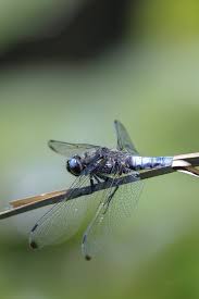 Attēlu rezultāti vaicājumam “Libellula fulva male”