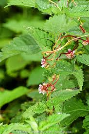 Attēlu rezultāti vaicājumam “Cuscuta europaea flower”