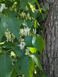 Attēlu rezultāti vaicājumam “Lonicera ferdinandii”