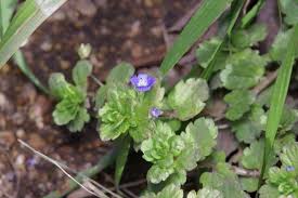 Attēlu rezultāti vaicājumam “Veronica persica leaf”