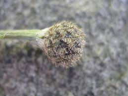 Attēlu rezultāti vaicājumam “Centaurea scabiosa bud”