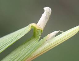 Attēlu rezultāti vaicājumam “Agrostis canina leaf”