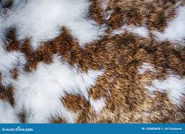 Image result for white rabbit skin texture
