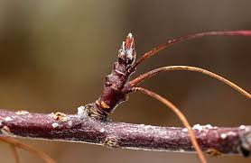 Attēlu rezultāti vaicājumam “Armeria vulgaris bud”
