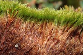 Attēlu rezultāti vaicājumam “| Dicranum”