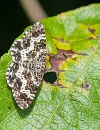 Attēlu rezultāti vaicājumam “Epirrhoe tristata imago”