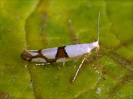 Attēlu rezultāti vaicājumam “Argyresthiidae”