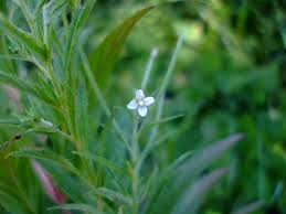 Attēlu rezultāti vaicājumam “Epilobium roseum leaf”