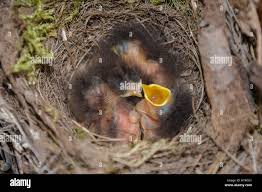 Attēlu rezultāti vaicājumam “Erithacus rubecula nest”