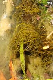 Attēlu rezultāti vaicājumam “Lemanea fluviatilis”