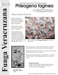 Attēlu rezultāti vaicājumam “Phleogena faginea young”