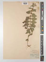 Attēlu rezultāti vaicājumam “Mentha x verticillata leaf”