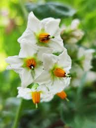 Attēlu rezultāti vaicājumam “Solanum tuberosum flower”