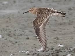 Image result for Calidris bairdii