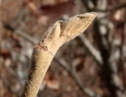 Attēlu rezultāti vaicājumam “Hamamelis japonica bud”
