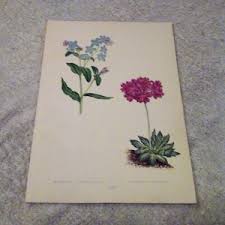 Attēlu rezultāti vaicājumam “Primula farinosa leaf”