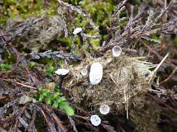 Attēlu rezultāti vaicājumam “Poronia punctata”