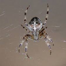 Attēlu rezultāti vaicājumam “Araneus diadematus juvenile”