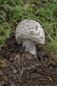Attēlu rezultāti vaicājumam “Amanita strobiliformis”