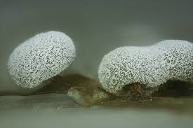 Attēlu rezultāti vaicājumam “Didymium tussilaginis macro”