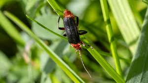 Attēlu rezultāti vaicājumam “Cantharis rustica”