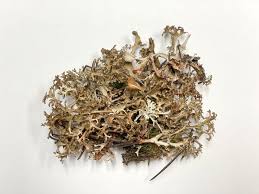 Attēlu rezultāti vaicājumam “Cetraria ericetorum”