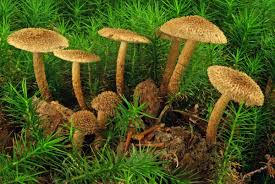 Attēlu rezultāti vaicājumam “Inocybe lanuginosa”