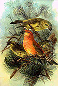 Attēlu rezultāti vaicājumam “Loxia pytyopsittacus male”
