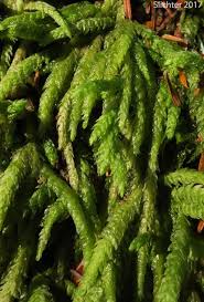 Attēlu rezultāti vaicājumam “Plagiothecium sp.”