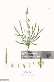 Attēlu rezultāti vaicājumam “Myosurus minimus flower”