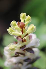 Attēlu rezultāti vaicājumam “Corydalis cava flower”