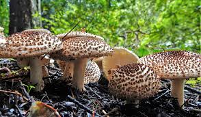 Attēlu rezultāti vaicājumam “Lycogala asperum young”