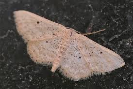 Attēlu rezultāti vaicājumam “Idaea sylvestraria”