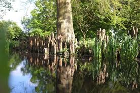 Attēlu rezultāti vaicājumam “Taxodium distichum”