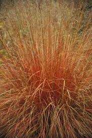 Attēlu rezultāti vaicājumam “Paraleucobryum longifolium sporophyte”