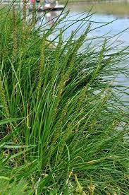 Attēlu rezultāti vaicājumam “Juncaginaceae”