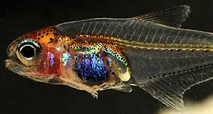 Attēlu rezultāti vaicājumam “Tetratoma ancora”