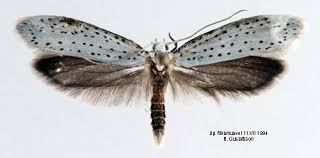 Attēlu rezultāti vaicājumam “Yponomeuta evonymella”